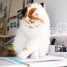 chat bristish longhair